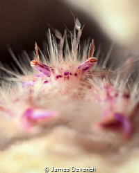 Hairy Squat Lobster

"Motion in the ocean (Ooh ah)
His... by James Deverich 